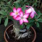 Adenium seeds, big blooms colorful desert rose a must for home garden 1 PCS Seeds