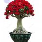 Adenium seeds, big blooms colorful desert rose a must for home garden 1 PCS Seeds