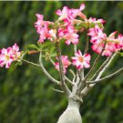 Adenium seeds, only 1 Seed, big blooms colorful desert rose a must for home garden 1 PCS Seeds Adenium seeds, only 1 Seed, big blooms colorful desert rose a must for home garden 1 PCS Seeds