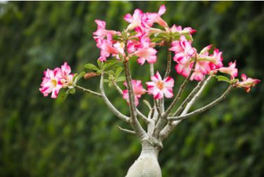 Adenium seeds, only 1 Seed, big blooms colorful desert rose a must for home garden 1 PCS Seeds