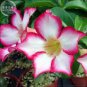 Adenium seeds, only 1 Seed, big blooms colorful desert rose a must for home garden 1 PCS Seeds