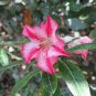 Adenium seeds, only 1 Seed, big blooms colorful desert rose a must for home garden 1 PCS Seeds