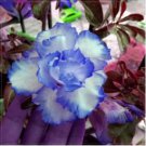Adenium Sky Blue Petal Flower 2 PCS Seeds