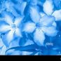 Adenium Sky Blue Petal Flower 2 PCS Seeds