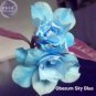 Adenium Sky Blue Petal Flower 2 PCS Seeds