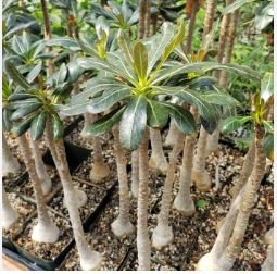 Adenium socotranum 100 PCS Seeds