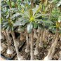Adenium socotranum 100 PCS Seeds