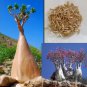 Adenium socotranum 1000 PCS Seeds
