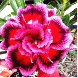 Adenium Vermeil Desert Rose Flower 2 PCS Seeds