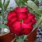 Adenium Vermeil Desert Rose Flower 2 PCS Seeds