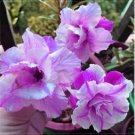 Adenium White Petals Purple Stripe Spot Flower 2 PCS Seeds