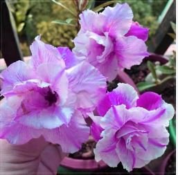 Adenium White Petals Purple Stripe Spot Flower 2 PCS Seeds
