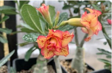 Adenium White Petals Rose Red Edge Flower 2 PCS Seeds