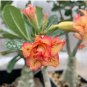 Adenium White Petals Rose Red Edge Flower 2 PCS Seeds