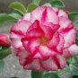Adenium White Petals Rose Red Edge Flower 2 PCS Seeds