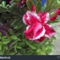Adenium White Petals Rose Red Edge Flower 2 PCS Seeds