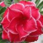 Adenium White Petals Rose Red Edge Flower 2 PCS Seeds