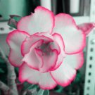 Adenium White Petals Rose Red Edge Flowers Bonsai Desert Rose 2 PCS Seeds