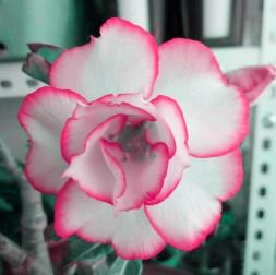 Adenium White Petals Rose Red Edge Flowers Bonsai Desert Rose 2 PCS Seeds