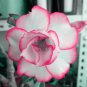 Adenium White Petals Rose Red Edge Flowers Bonsai Desert Rose 2 PCS Seeds