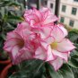Adenium White Petals Rose Red Edge Flowers Bonsai Desert Rose 2 PCS Seeds