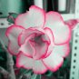 Adenium White Petals Rose Red Edge Flowers Bonsai Desert Rose 2 PCS Seeds