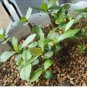 Adenium White Petals with Blue Edge Flower 2 PCS Seeds