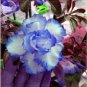 Adenium White Petals with Blue Edge Flower 2 PCS Seeds