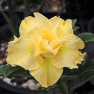 Adenium White Yellow Bonsai Tree Flower 2 PCS Seeds Adenium White Yellow Bonsai Tree Flower 2 PCS Seeds
