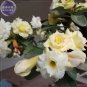 Adenium White Yellow Bonsai Tree Flower 2 PCS Seeds
