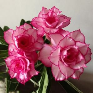 Adenium Whitish Light Pink Flowers with rose red edge 2 PCS Seeds