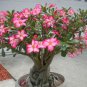Adenium Whitish Light Pink Flowers with rose red edge 2 PCS Seeds