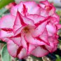 Adenium Whitish Light Pink Flowers with rose red edge 2 PCS Seeds