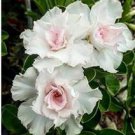 Adenium Whitish Light Water Pink Petals Flower 2 PCS Seeds Adenium Whitish Light Water Pink Petals Flower 2 PCS Seeds