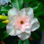 Adenium Whitish Light Water Pink Petals Flower 2 PCS Seeds