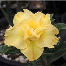 Adenium Whitish Light Yellow Flower 2 PCS Seeds