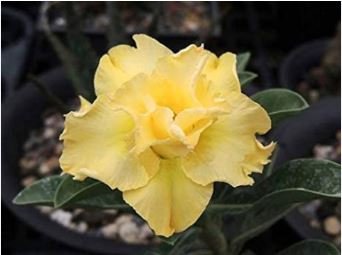 Adenium Whitish Light Yellow Flower 2 PCS Seeds