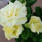 Adenium Whitish Light Yellow Flower 2 PCS Seeds