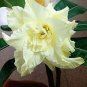 Adenium Whitish Light Yellow Flower 2 PCS Seeds
