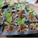 Adenium Whitish Pink Petals with Purple Stripe & Centre Flower 2 Seeds