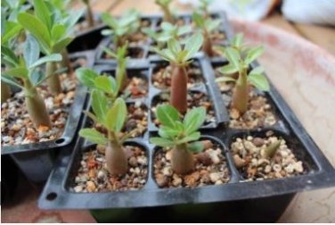 Adenium Whitish Pink Petals with Purple Stripe & Centre Flower 2 Seeds