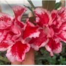 Adenium Whitish Red Petal Flower 2 PCS Seeds