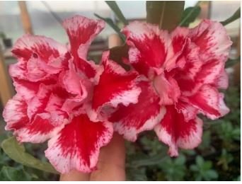 Adenium Whitish Red Petal Flower 2 PCS Seeds