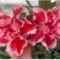 Adenium Whitish Red Petal Flower 2 PCS Seeds