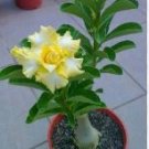 Adenium Whitish Transparant Double Flowers with Yellow Stripes Desert Rose 2 PCS Seeds Adenium Whitish Transparant Double Flowers with Yellow Stripes Desert Rose 2 PCS Seeds