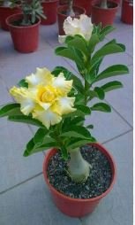 Adenium Whitish Transparant Double Flowers with Yellow Stripes Desert Rose 2 PCS Seeds