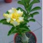 Adenium Whitish Transparant Double Flowers with Yellow Stripes Desert Rose 2 PCS Seeds