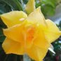Adenium Whitish Transparant Double Flowers with Yellow Stripes Desert Rose 2 PCS Seeds