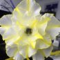 Adenium Whitish Transparant Double Flowers with Yellow Stripes Desert Rose 2 PCS Seeds