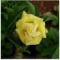 Adenium Yellow Desert Rose 2 PCS Seeds